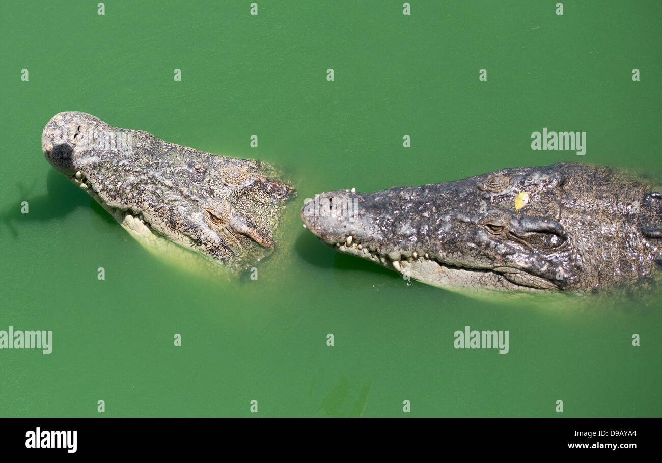 Krokodile in Thailand. Stockfoto