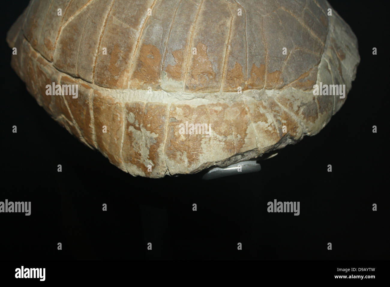 Fossil einer Schildkröte. Es ist nur die knöchernen Shell dieses fossilen Schildkröte, die bleibt. Die Zusammensetzung des Mosaik ist eng anliegenden Platten. Stockfoto