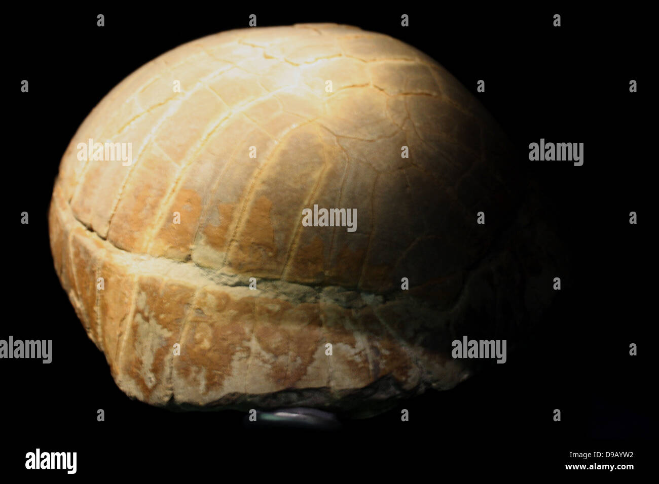 Fossil einer Schildkröte. Es ist nur die knöchernen Shell dieses fossilen Schildkröte, die bleibt. Die Zusammensetzung des Mosaik ist eng anliegenden Platten. Stockfoto