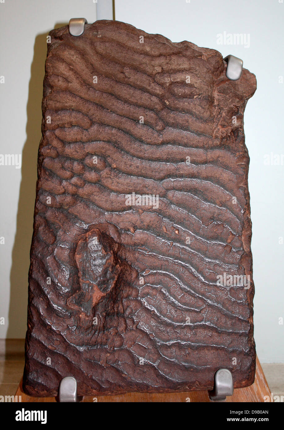 Welligkeit Platte - ein Augenblick in der Zeit. Diese rippelmarken wurden von den Wellen auf einem Sandstrand vor 200 Millionen Jahren gebildet. Eine Beschichtung von Schlamm erhalten ihre Form vor, die Sie in mehr Sand begraben wurden. Die Bohrungen werden gedacht, um die Spuren eines frühen Dinosaurier zu sein. Stockfoto