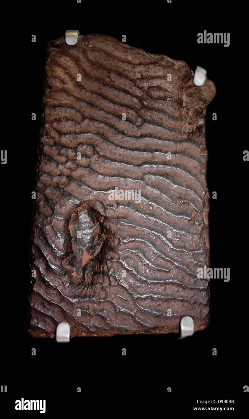 Welligkeit Platte - ein Augenblick in der Zeit. Diese rippelmarken wurden von den Wellen auf einem Sandstrand vor 200 Millionen Jahren gebildet. Eine Beschichtung von Schlamm erhalten ihre Form vor, die Sie in mehr Sand begraben wurden. Die Bohrungen werden gedacht, um die Spuren eines frühen Dinosaurier werden Stockfoto