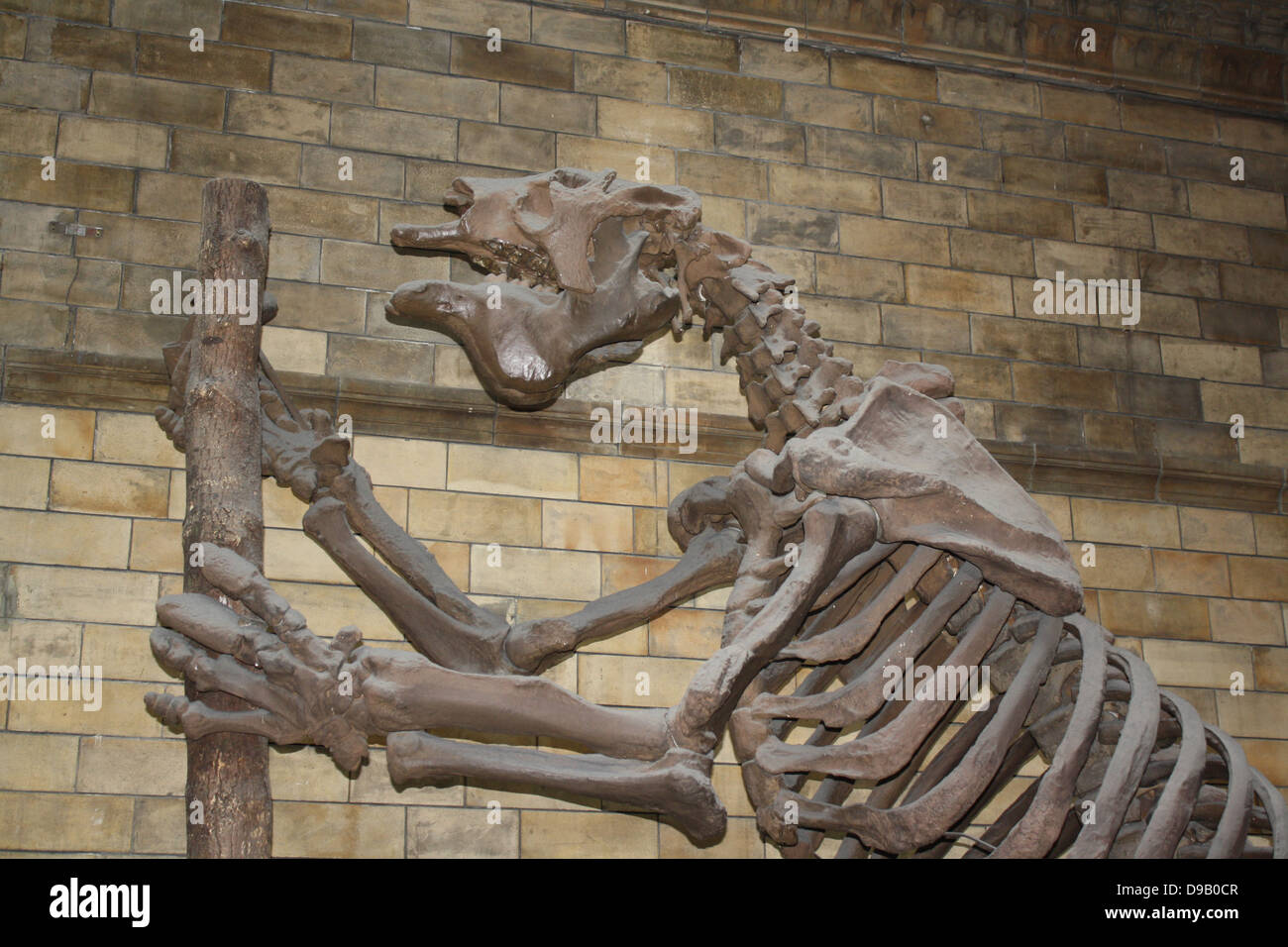 Ausgestorben Säugetier - Megatherium Americanum. Giant Ground Sloth lebte in den kühlen, trockenen Gestrüpp und Grasland von Südamerika bis vor etwa 10.000 Jahren. Das Skelett ist oft für die eines Dinosauriers verwechselt, aber die Giant Ground Sloth war eigentlich ein Säugetier, ein Ausgestorbener Verwandter des lebenden Baum Faultier. Wissenschaftlicher Name Megatherium bedeutet "grosses Tier". Stockfoto