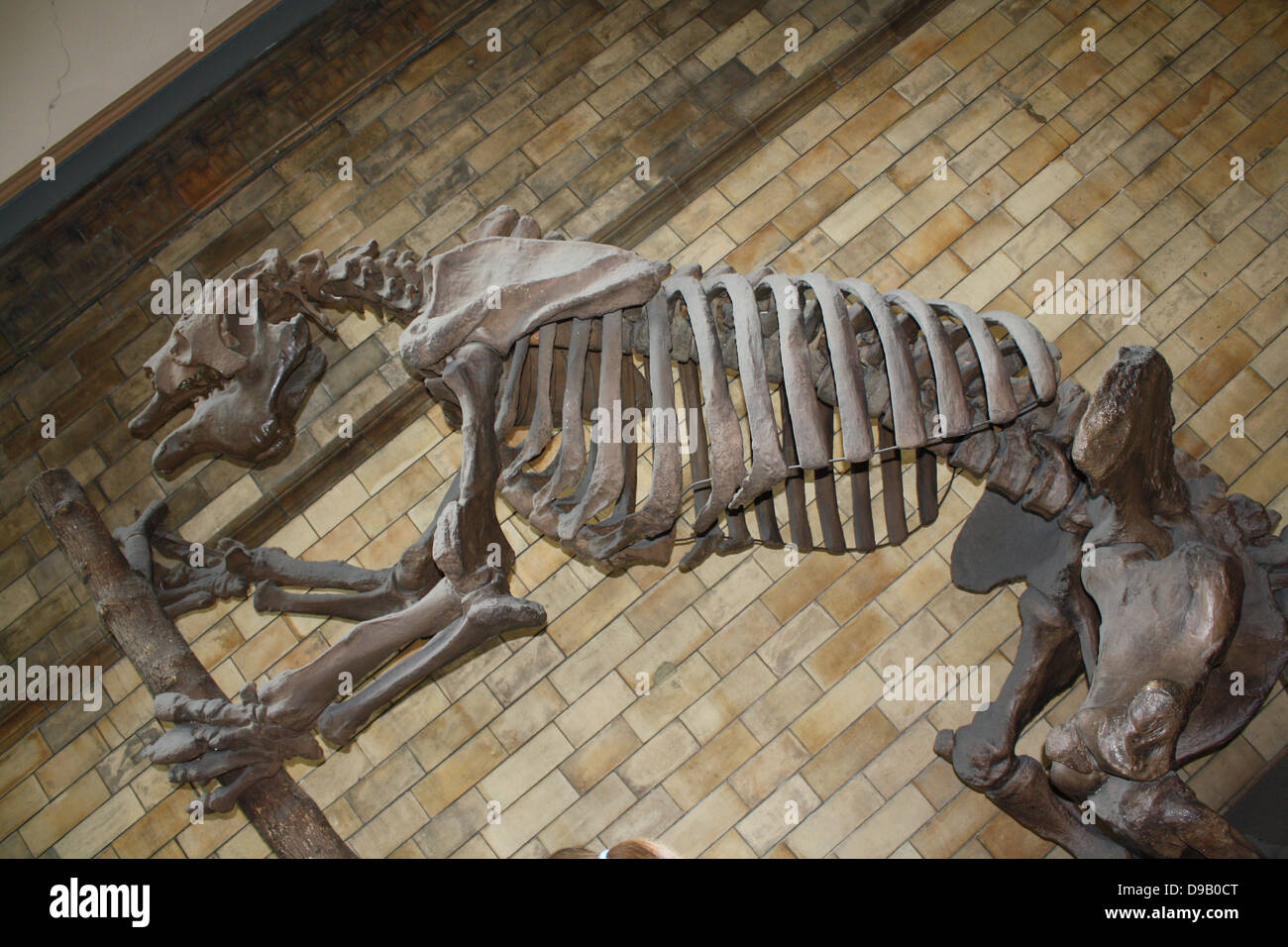 Ausgestorben Säugetier - Megatherium Americanum. Giant Ground Sloth lebte in den kühlen, trockenen Gestrüpp und Grasland von Südamerika bis vor etwa 10.000 Jahren. Das Skelett ist oft für die eines Dinosauriers verwechselt, aber die Giant Ground Sloth war eigentlich ein Säugetier Stockfoto