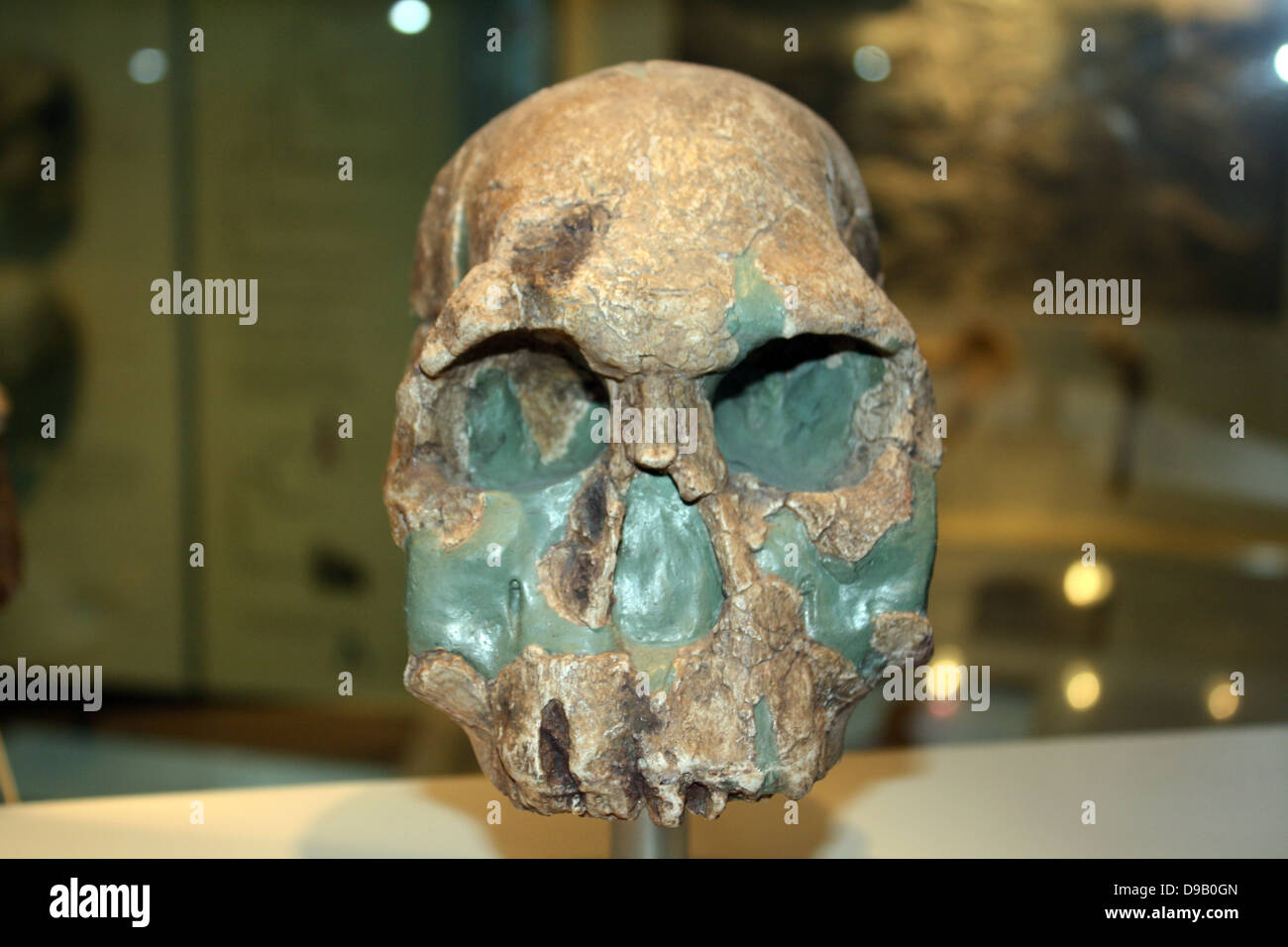 Ersten Menschen. Einige Wissenschaftler glauben, dass dies der früheste Beweis der Menschen. Es ist etwa 1,9 Millionen Jahre alt und gehört zu der Spezies "Homo rudolfensis" (die manchmal in Homo habilis enthalten). Es hat ein größeres Gehirn, behält aber die Flache und großen Zähnen von den australopithecinen. Werkzeuge aus Stein im gleichen Alter haben auch entdeckt worden, aber nicht am gleichen Ort befinden wie dieses Fossil. Stockfoto