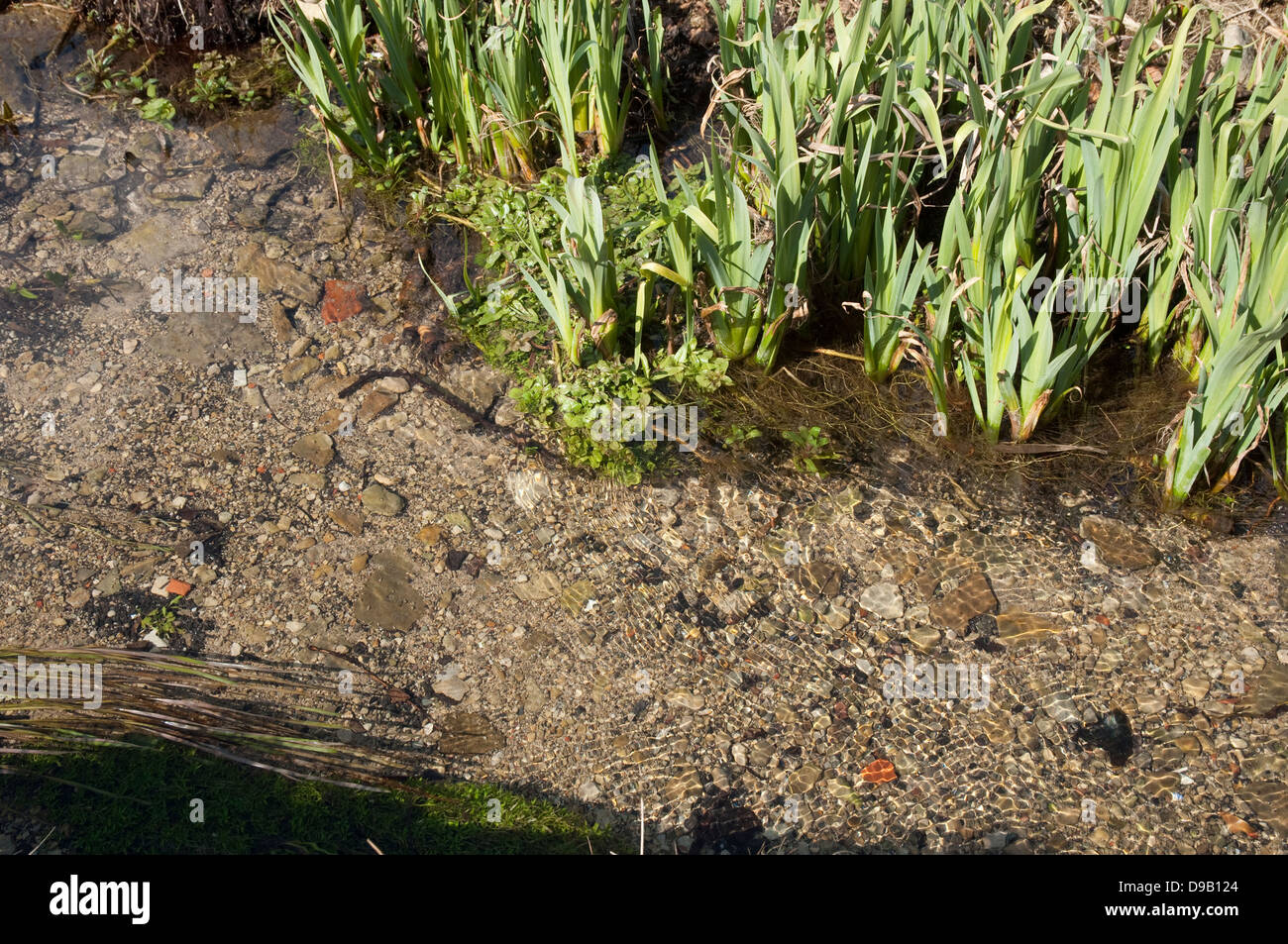Frisches klares Wasser in einem Cotswold-Stream mit Flag Iris verlässt am Rande Bank. Stockfoto