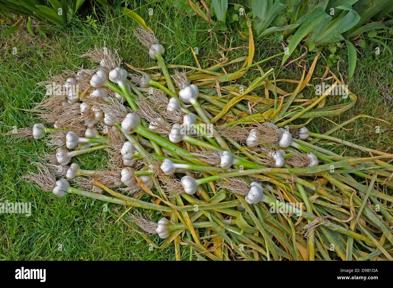 Frisch gezapftes Knoblauch in einem Garten in Cornwall, Großbritannien Stockfoto