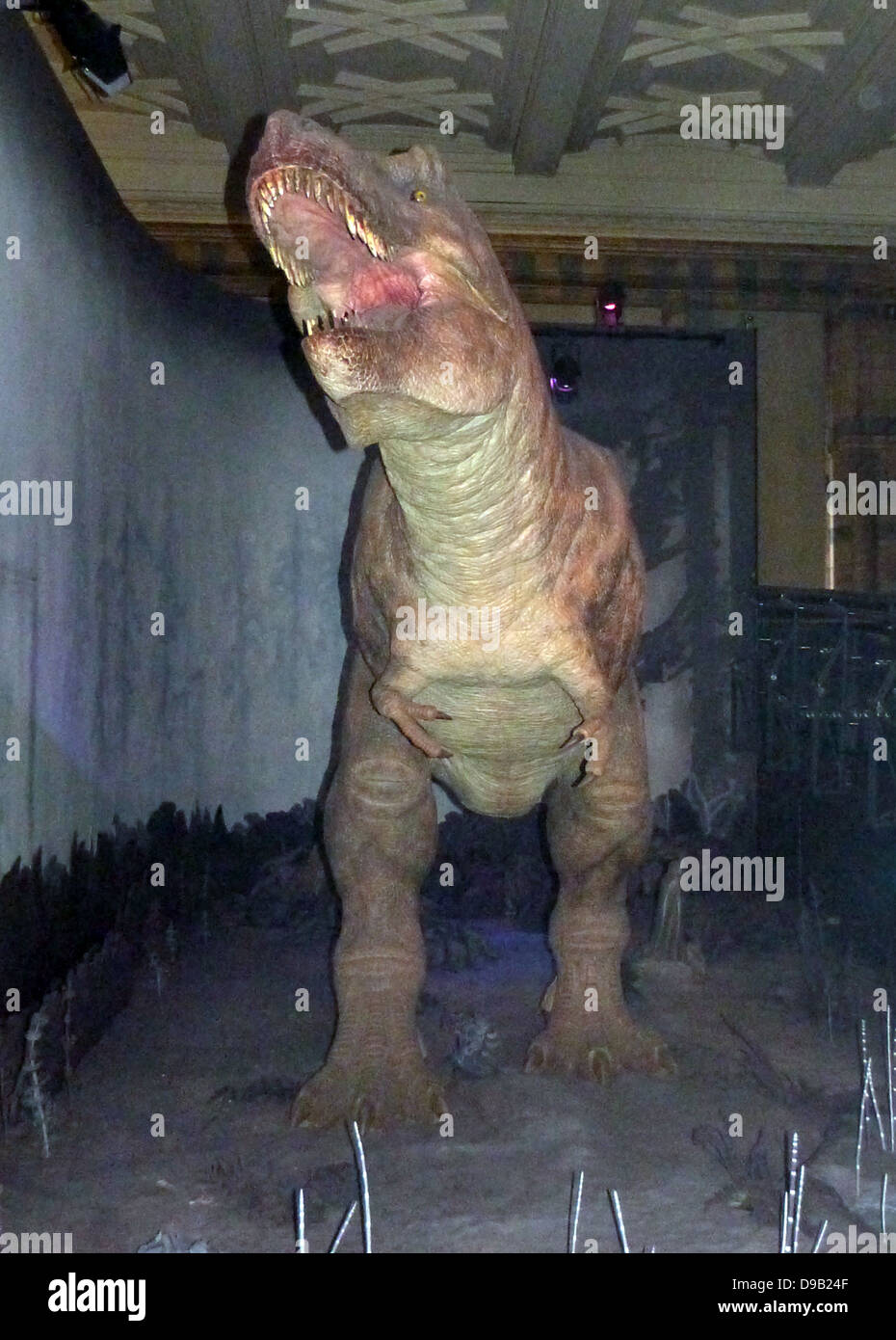 Tyrannosaurus (Tie-ran-oh-weh-us) Tyrant Lizard war der größte Fleischesser jemals auf der Erde zu leben. Das ganze Tier war 12 Meter lang. Es kann in einen Hinterhalt gelockt haben, um seine Beute sowie als Radikalfänger. Stockfoto