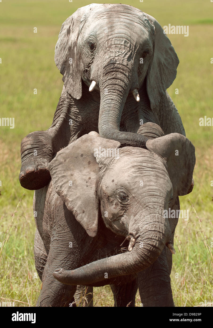 Elefanten-Mutter mit einem Jungtier, Masai Mara, Kenia Stockfoto