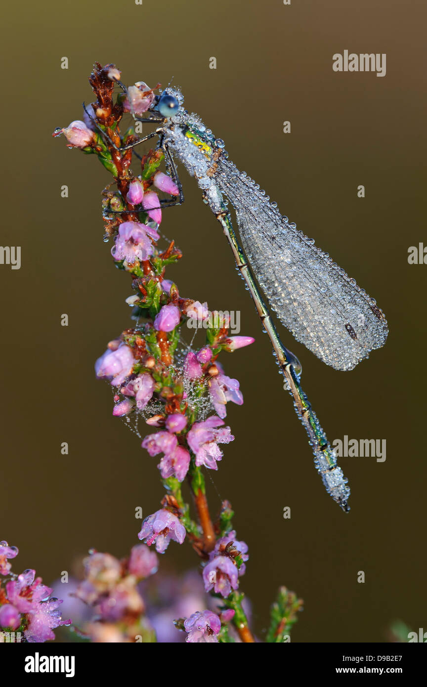 Lestes Sponsa, Emerald Damselfly, gemeinsame Spreadwing, Gemeine Binsenjungfer Stockfoto