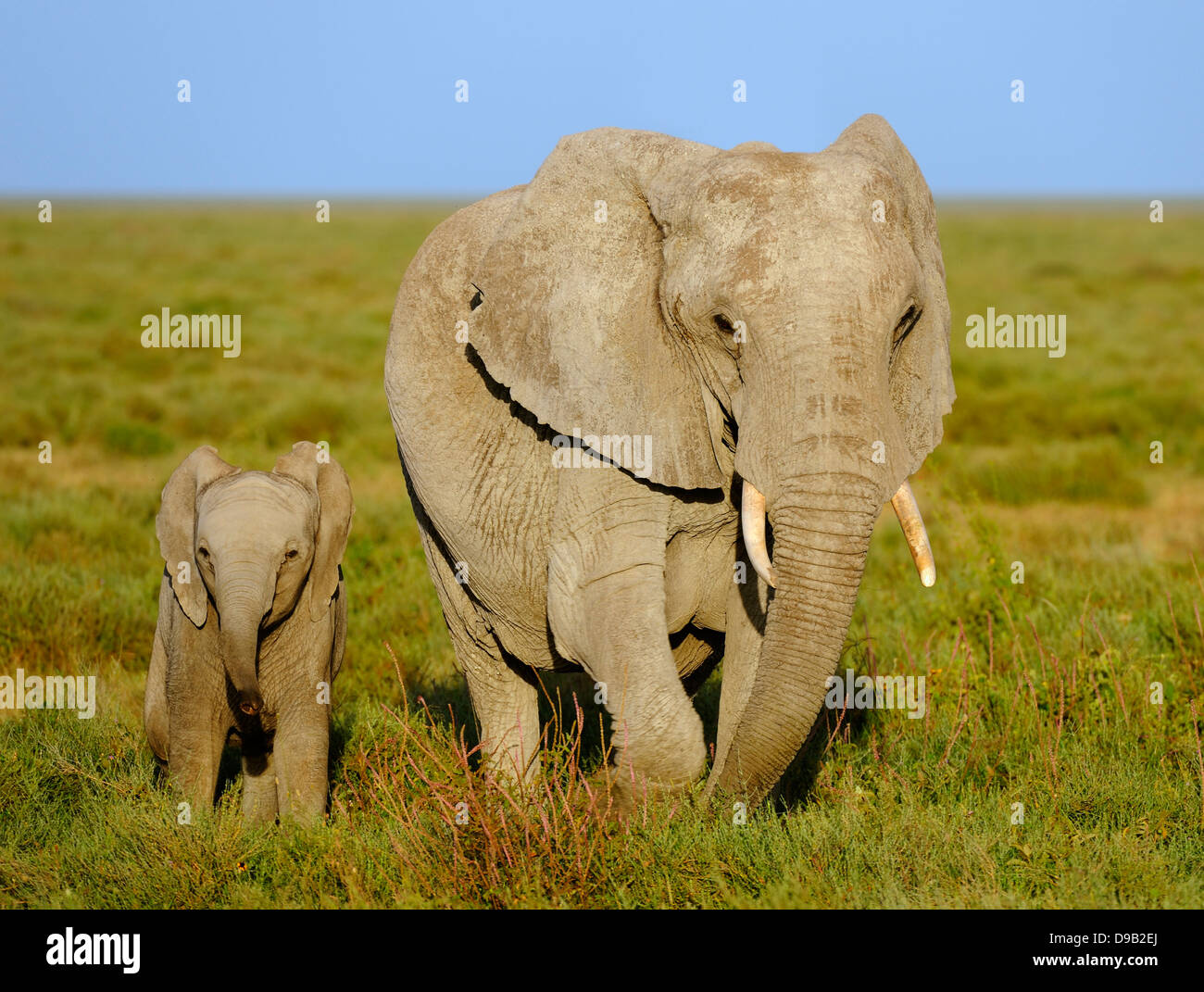 Elefanten-Mutter mit einem jungen, Serengeti, Tansania Stockfoto