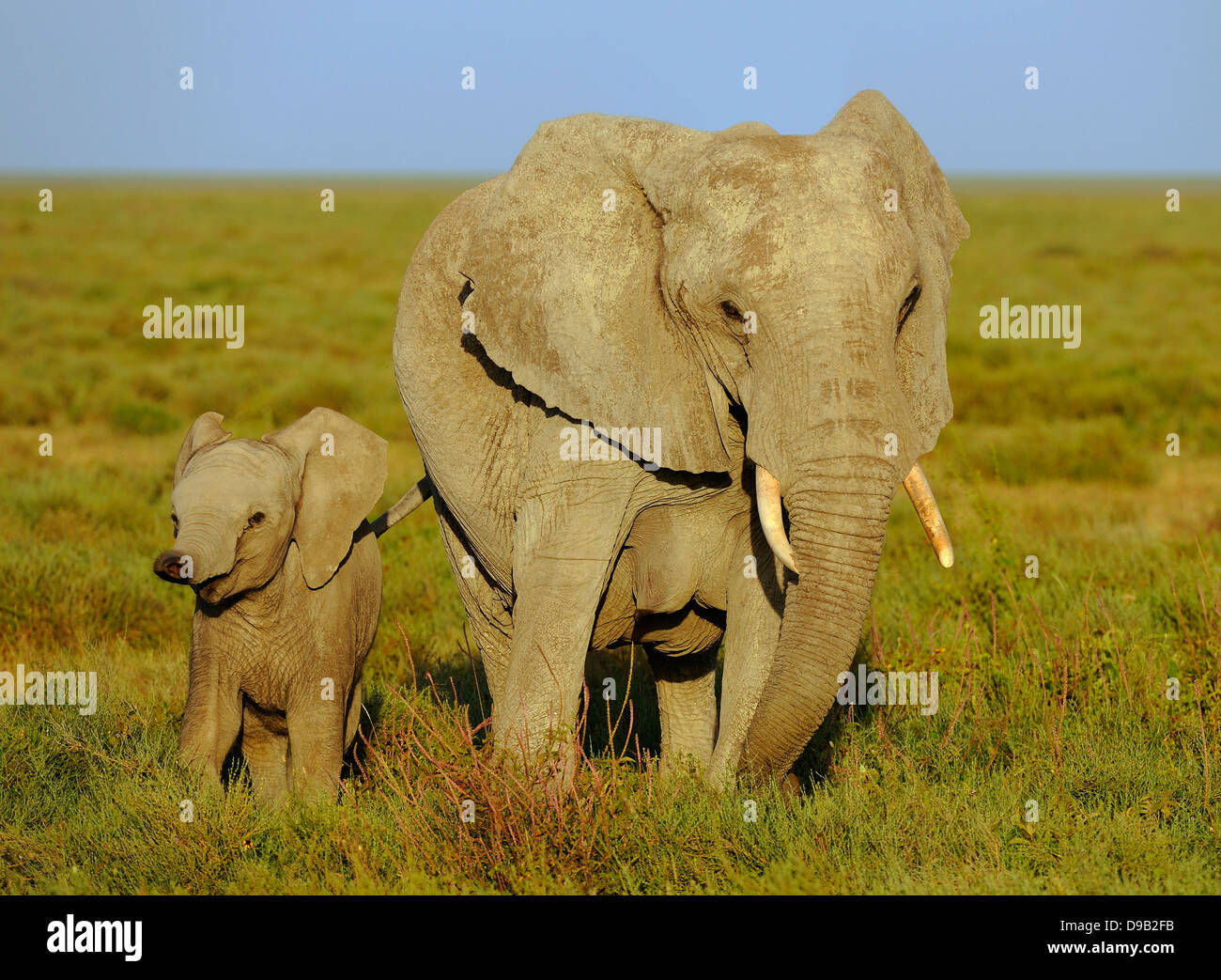 Elefanten-Mutter mit einem jungen, Serengeti, Tansania Stockfoto