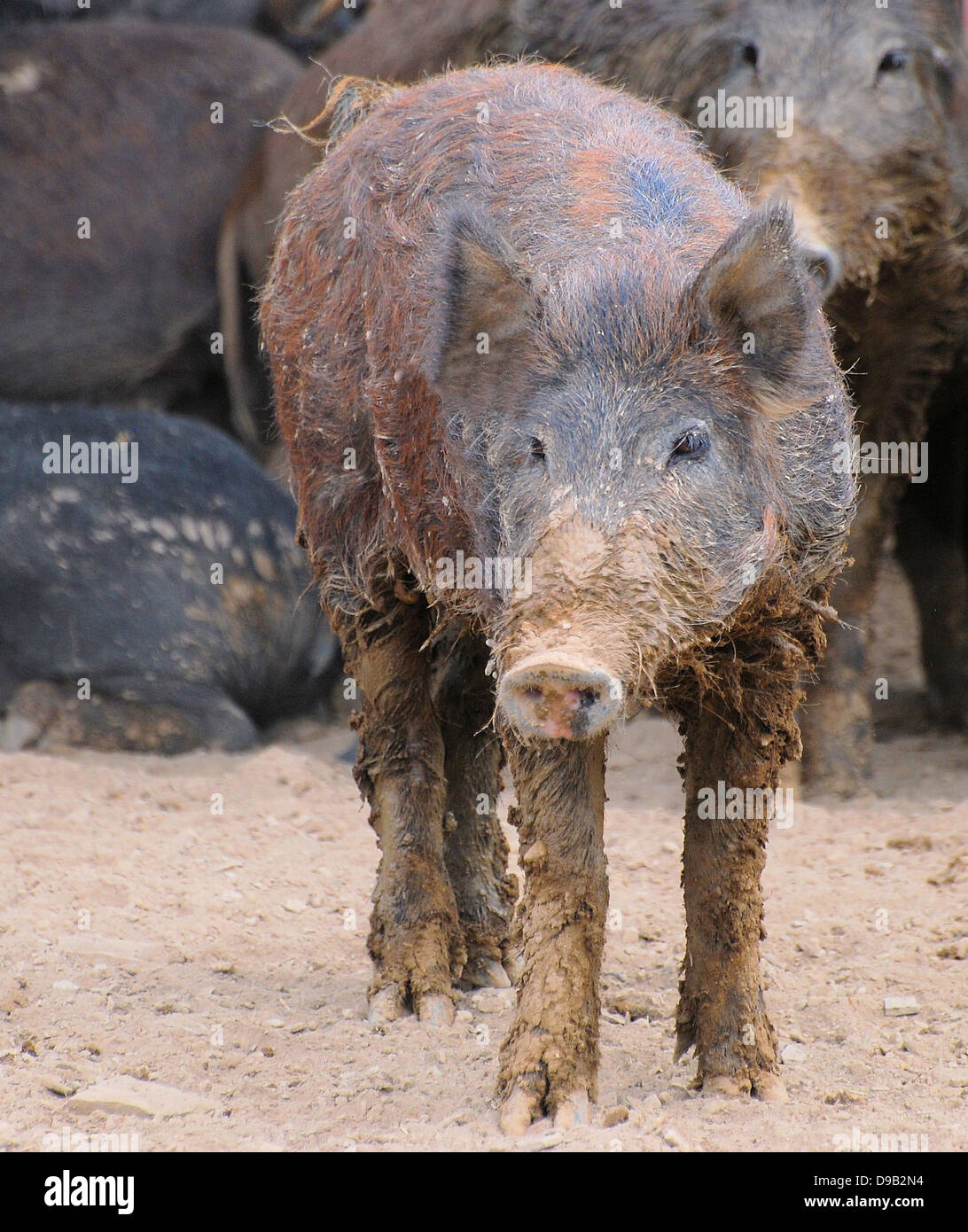 Eine Gruppe von verwilderten Schweine oder Wildschweine ruhen in einem Feld 16. September 2009 in Texas. Die Schweine, die von den spanischen Entdeckern nach Amerika gebracht jetzt Nummer mehr als 5 Millionen und $ 1,5 Milliarden in Schäden an Kulturpflanzen verursachen und Landschaften. Stockfoto