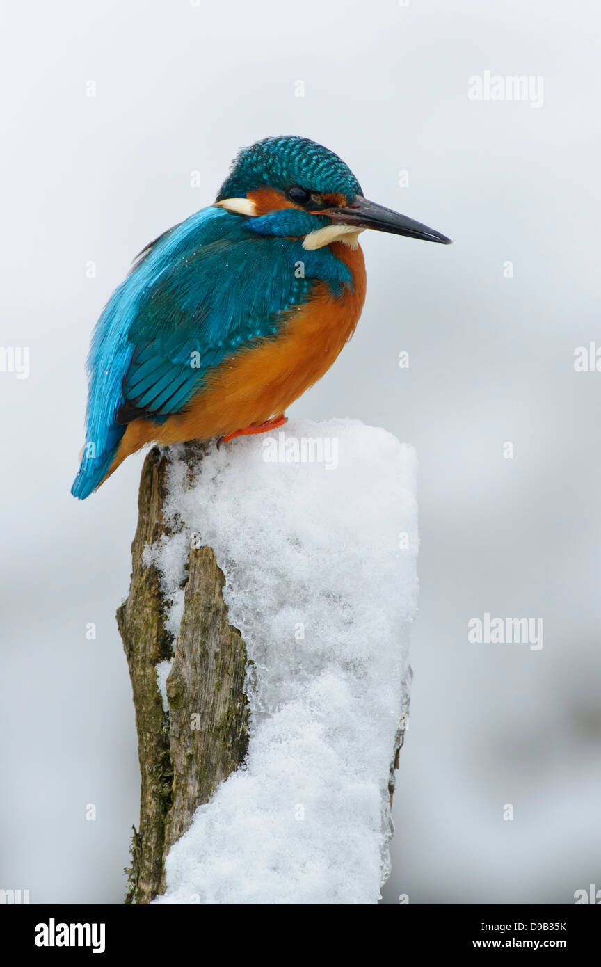 Alcedo Atthis, Eisvogel, Eisvogel, Winter Stockfoto