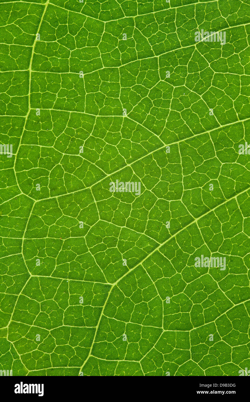 Baum Blatt grün Hintergrund oder organische natürliche Textur Stockfoto
