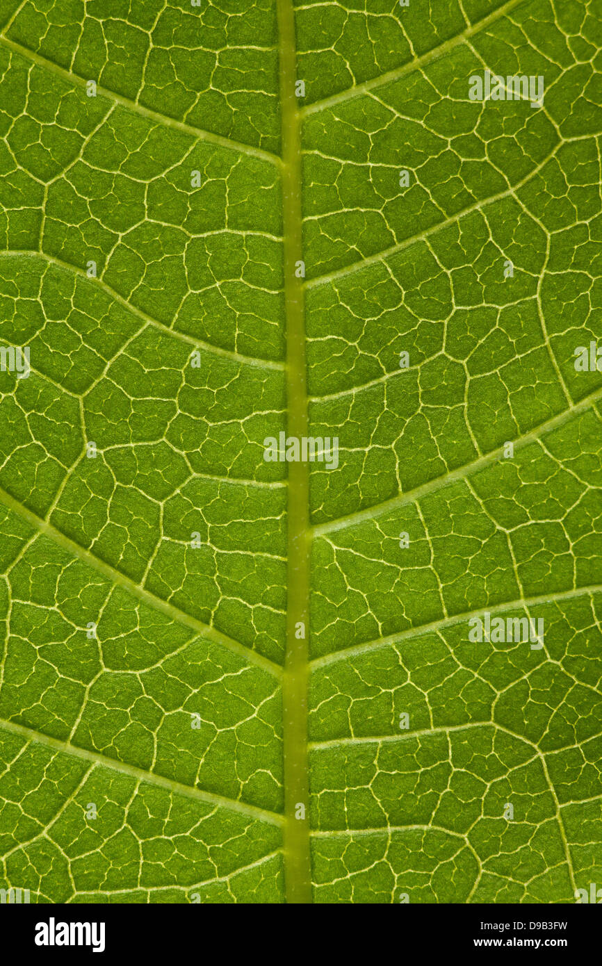 Baum Blatt grün Hintergrund oder organische natürliche Textur Stockfoto