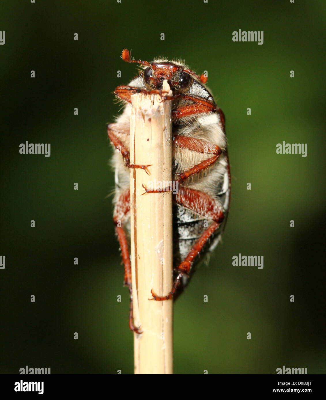 Männliche Maikäfer aka kann Fehler (Melolontha Melolontha) klettern auf einen Stiel, zeigen Kopf und gefiederten Antennen Stockfoto