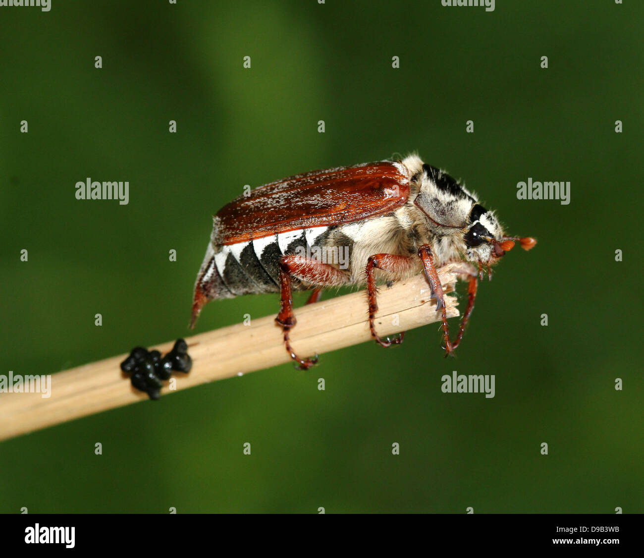 Sehr detaillierte Nahaufnahme von einem männlichen Maikäfer aka kann Fehler (Melolontha Melolontha) Stockfoto