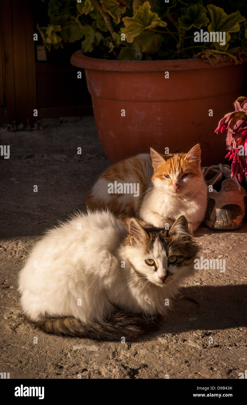 2 Straßenkatzen sitzen in der zypriotischen Sonne. Stockfoto