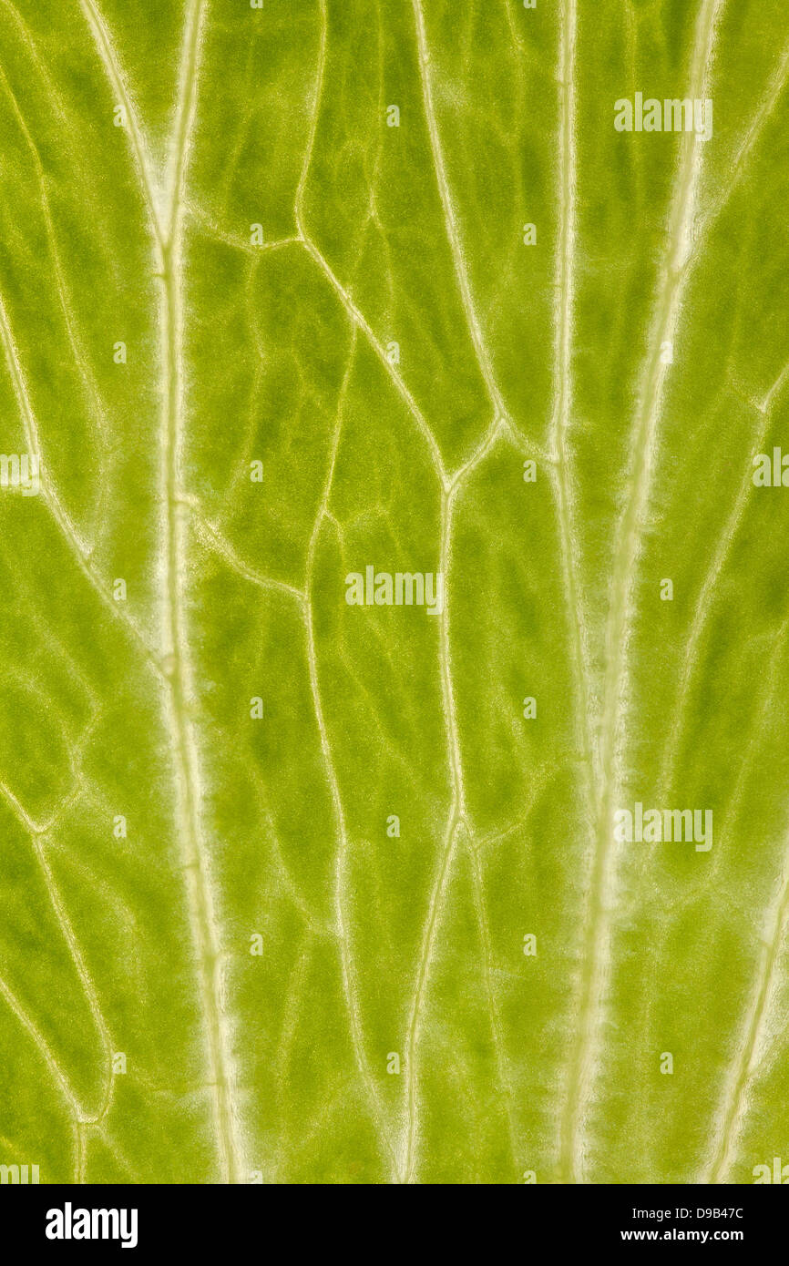 Kopfsalat Blatt Hintergrund oder organisches Muster grün Textur Stockfoto