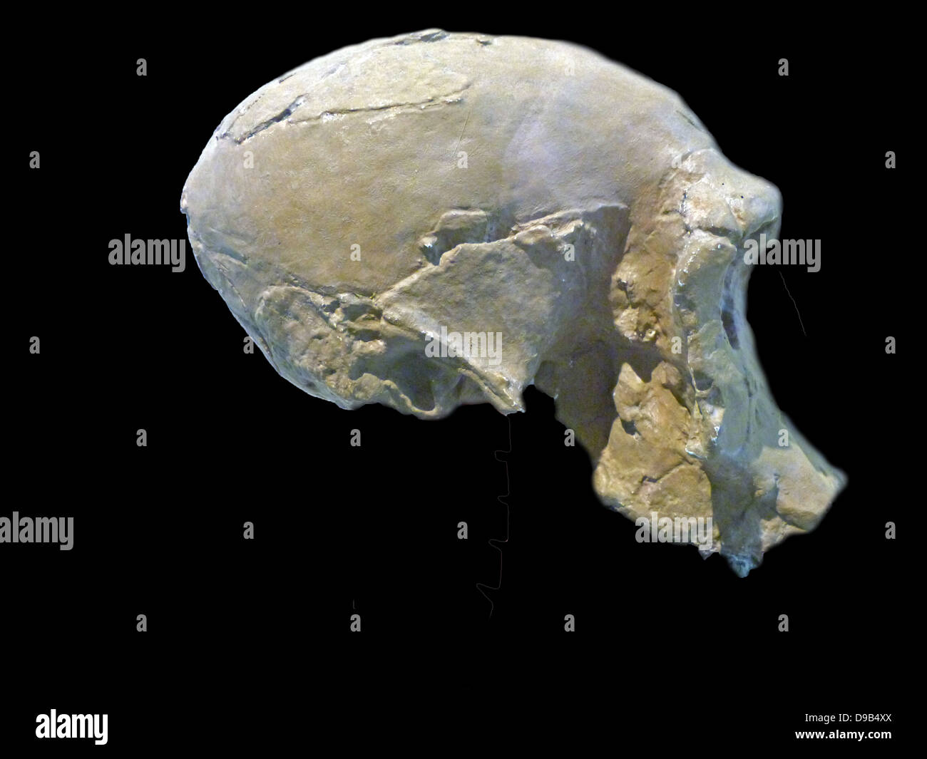 Teil der Schädel eines habiline, Homo habilis, einer Art der Gattung Homo, die ca. 2,33 bis 1,4 Millionen Jahren gelebt haben, während der Gelasian Pleistocene Periode. Original in National Museum, Nairobi, Kenia. Stockfoto
