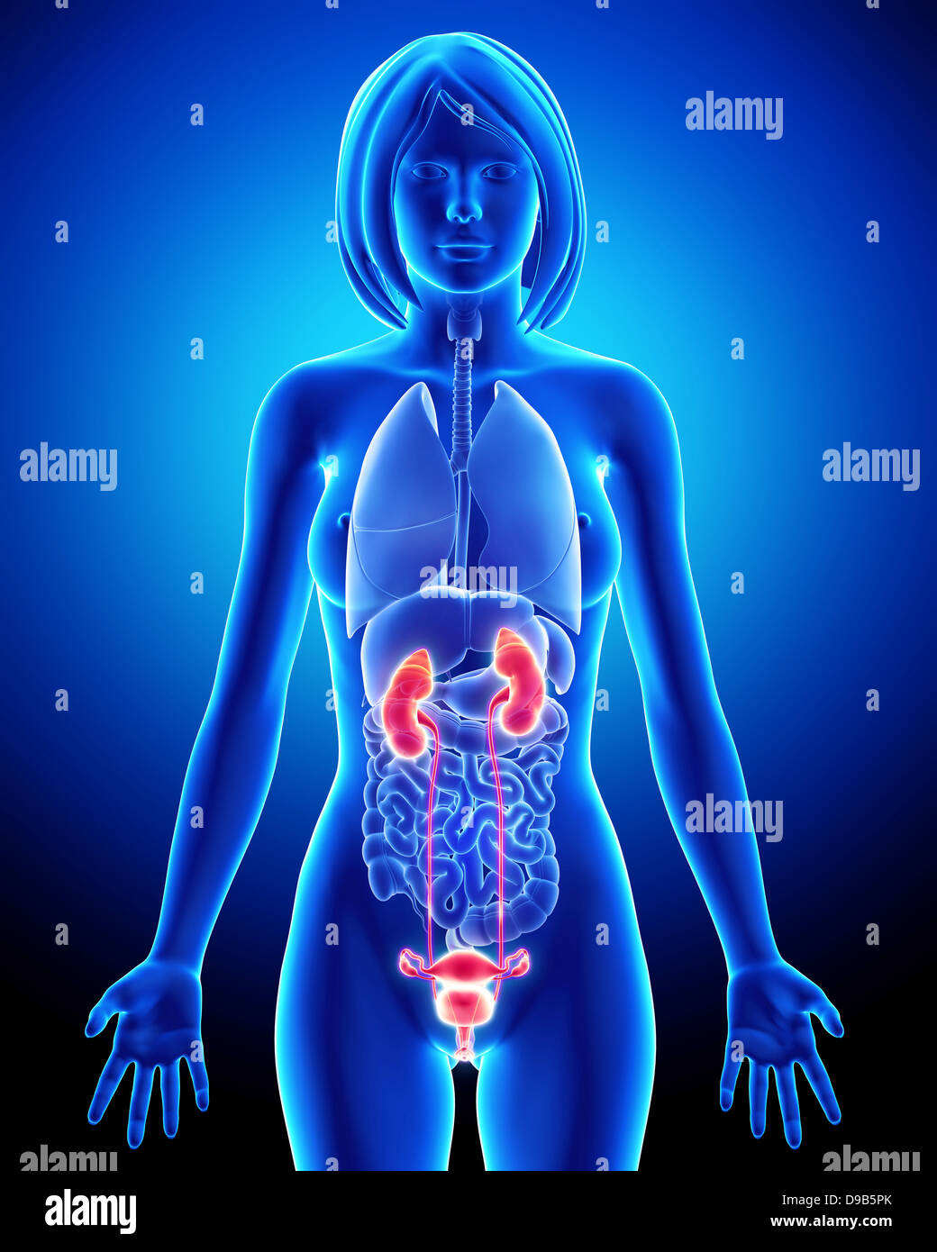 Anatomie der Niere bei weiblichen Stockfoto