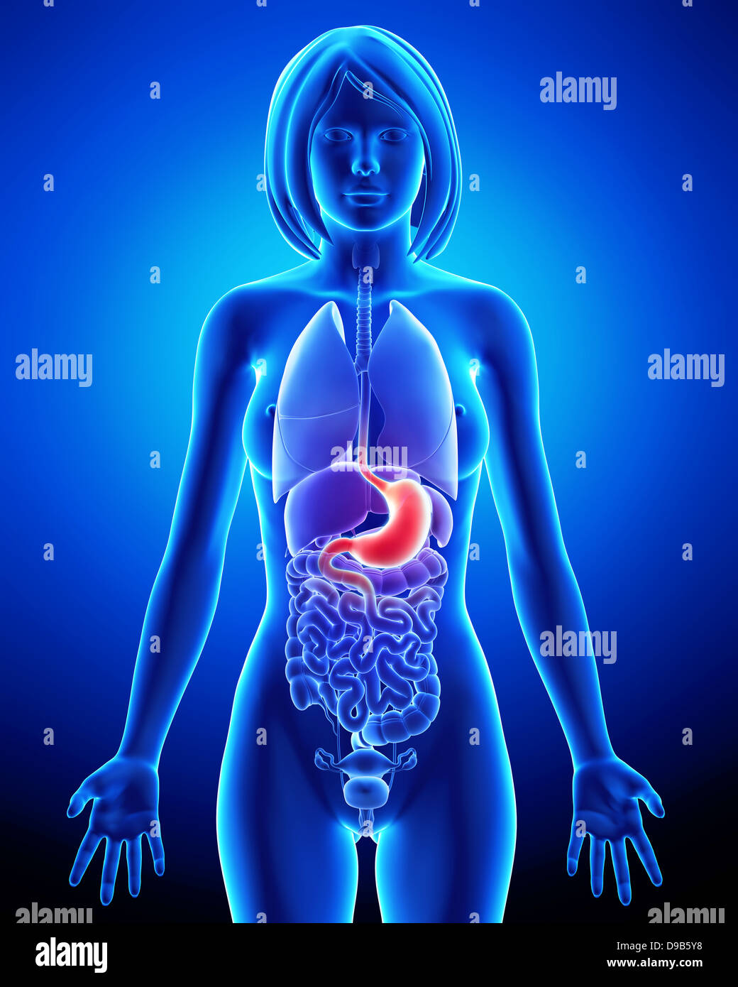 Anatomie des Verdauungssystems von weiblich Stockfoto