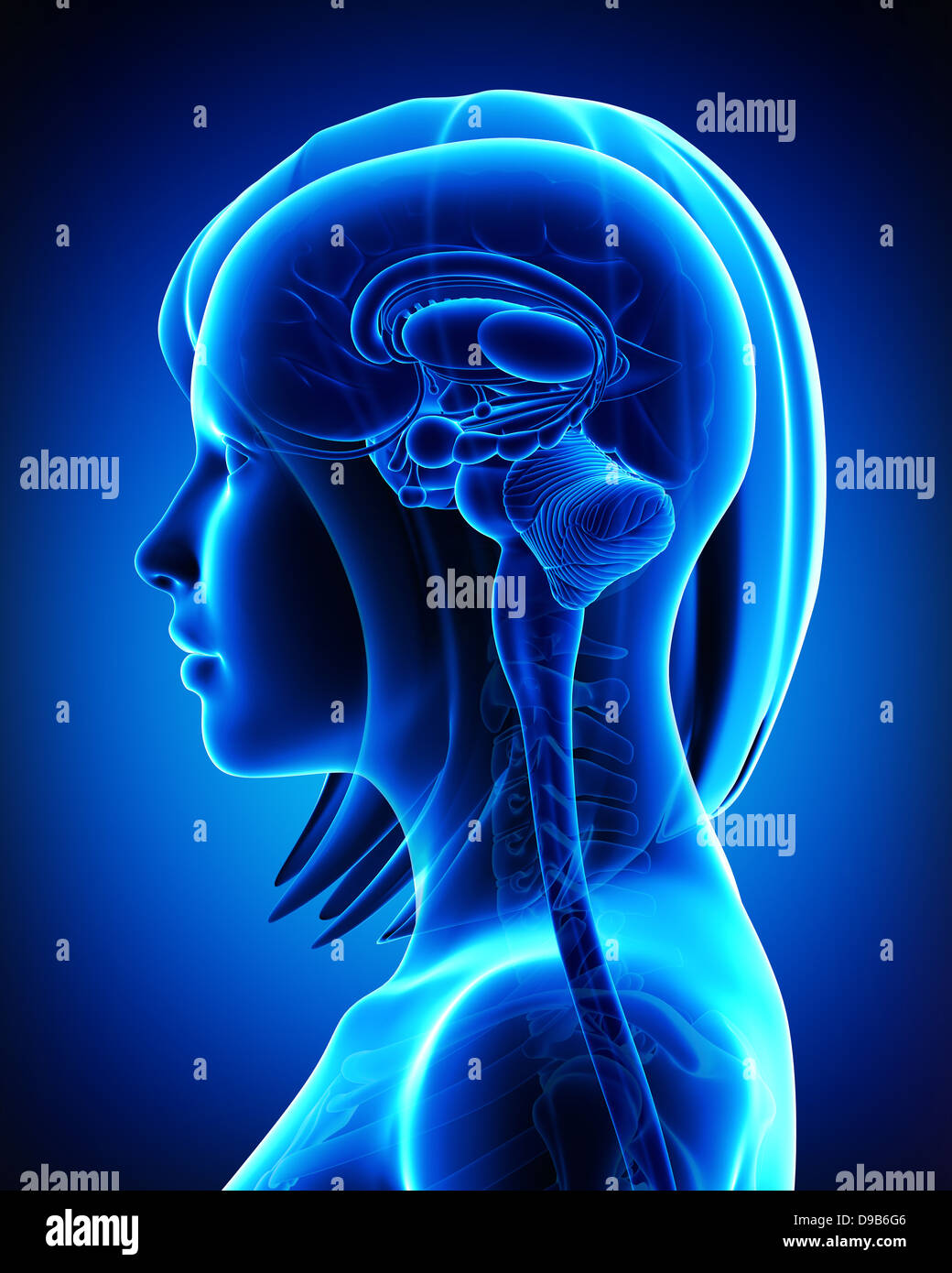 Anatomie des weiblichen Kopfes - Innenansicht Stockfoto