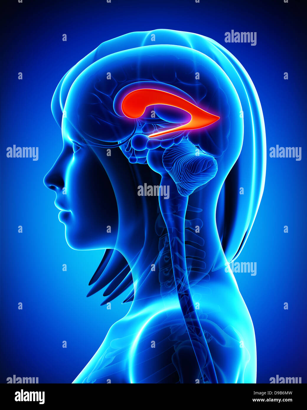 Anatomie des Gehirns des seitlichen Ventrikels in blau Stockfoto