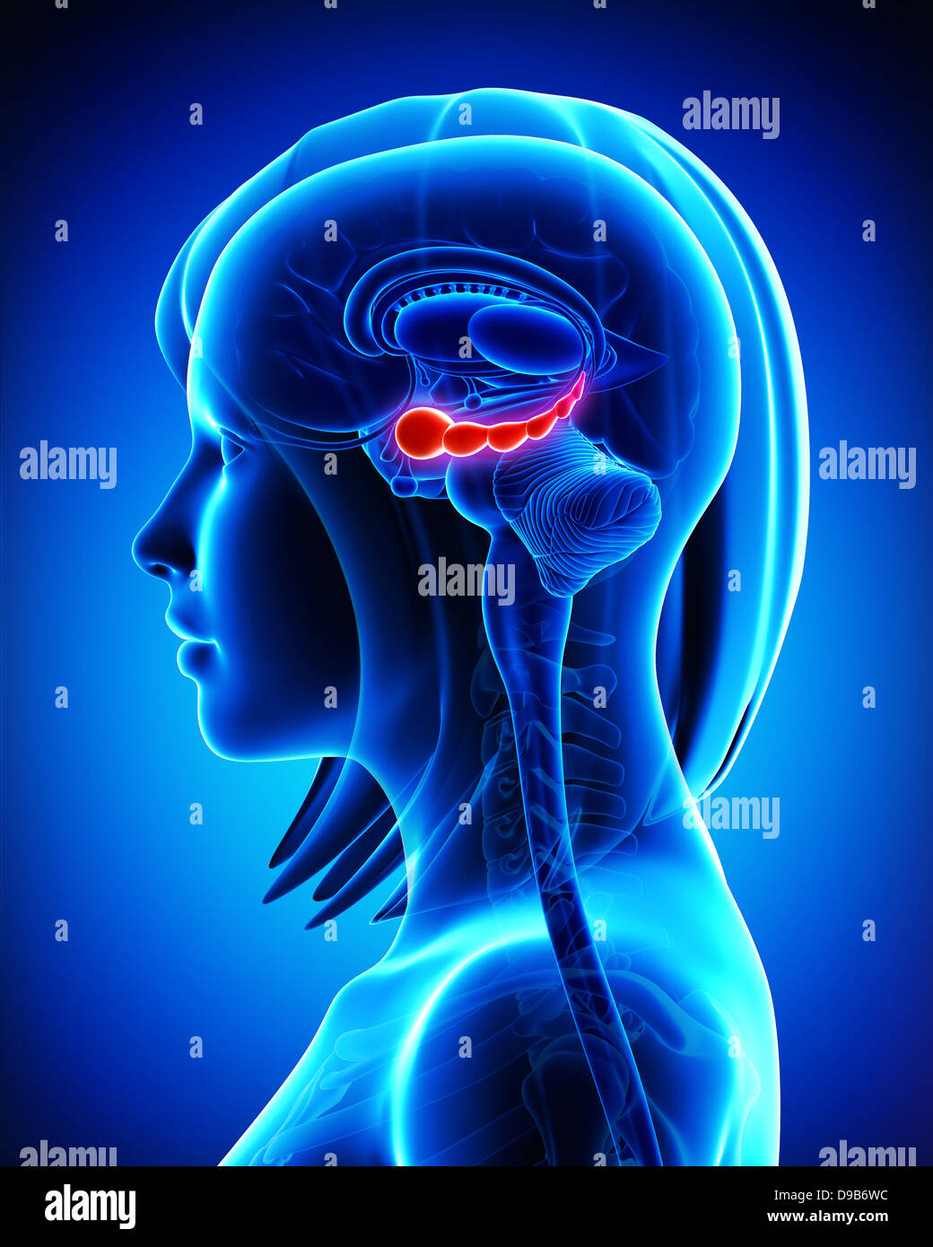 Anatomie des Gehirns Hippocampus in blau Stockfoto