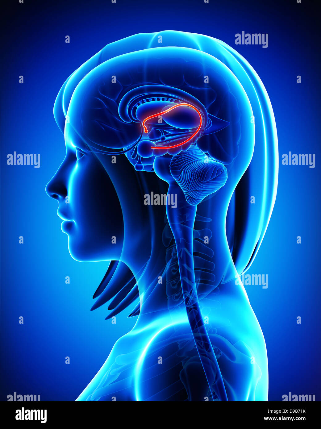 Anatomie des weiblichen Gehirns Fonix in blau Stockfoto