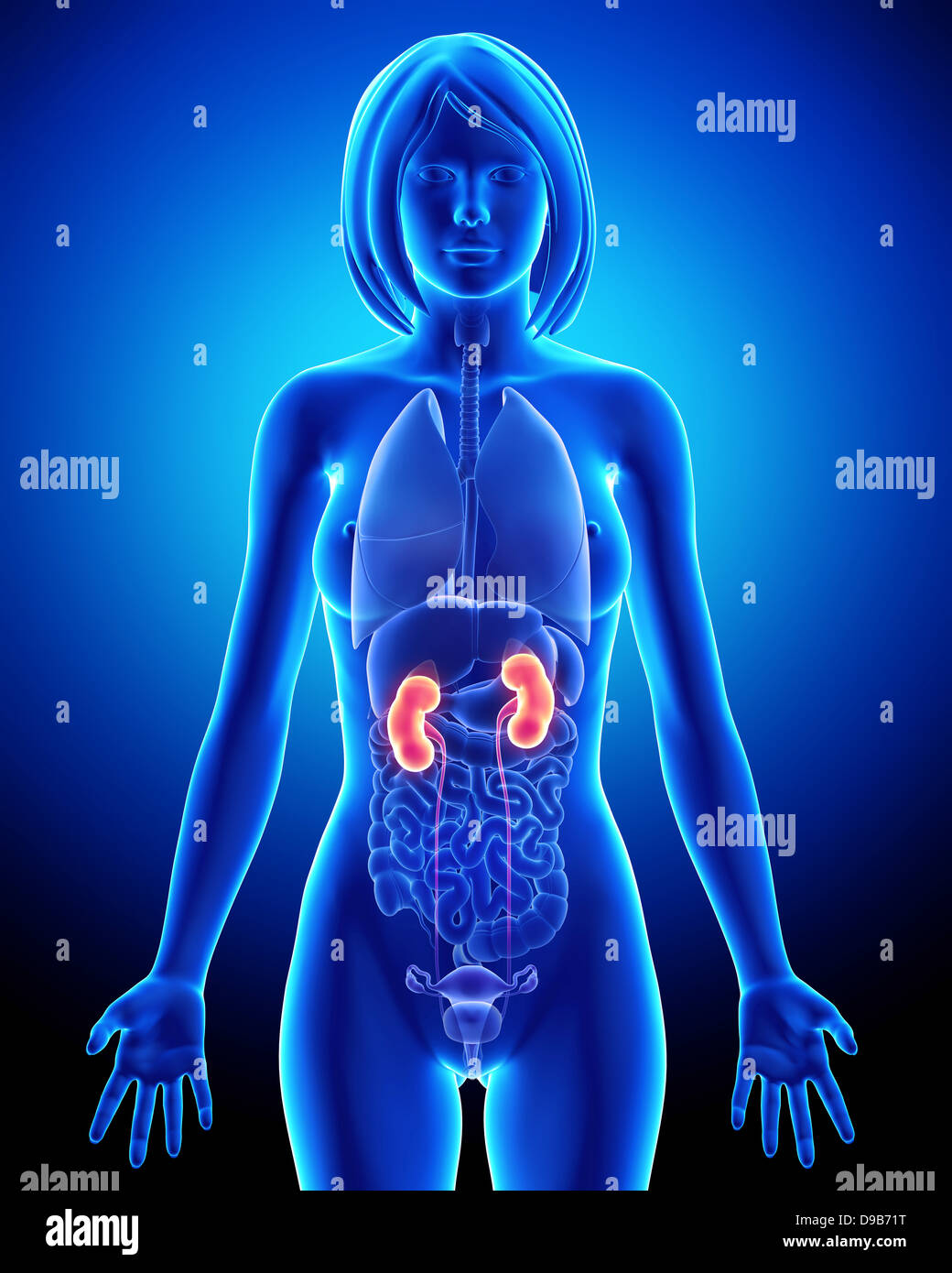 Anatomie der Niere bei weiblichen Stockfoto