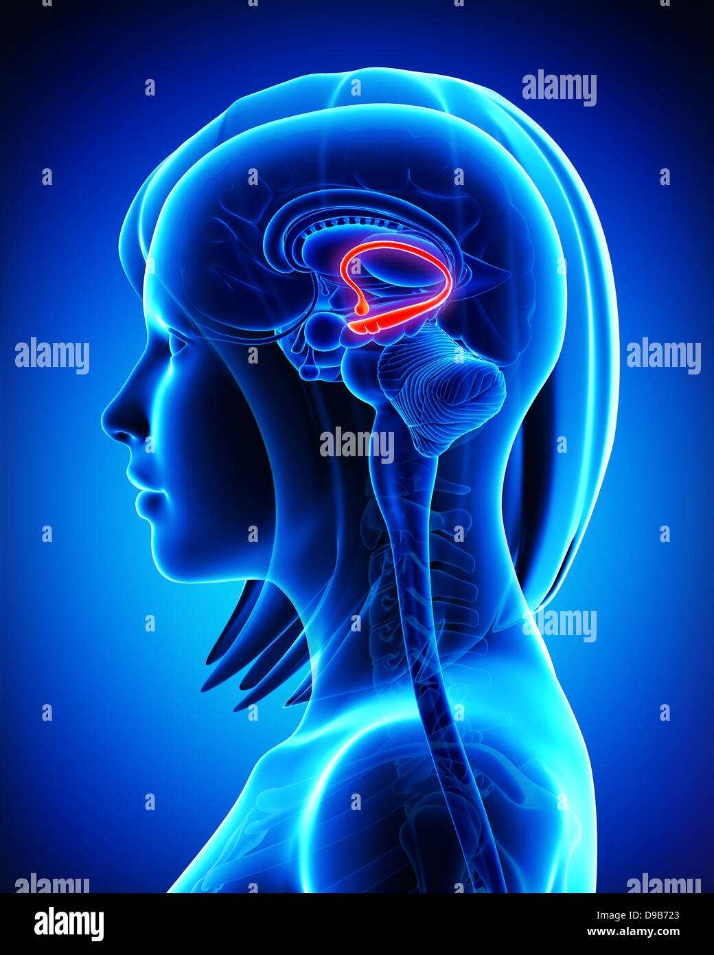 Anatomie des weiblichen Gehirns Fonix in blau Stockfoto