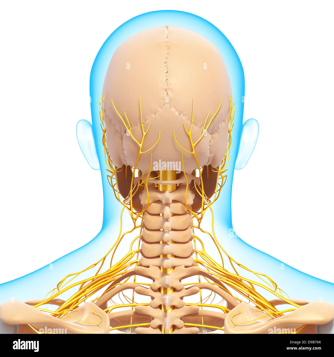 Nervensystem des menschlichen Kopf Anatomie in Form von x-ray Stockfoto