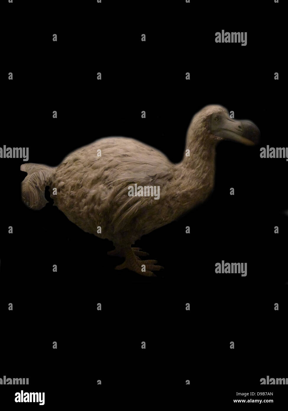 Modell der Insel Reunion Dodo (raphus Solitarius ausgestorben) eine