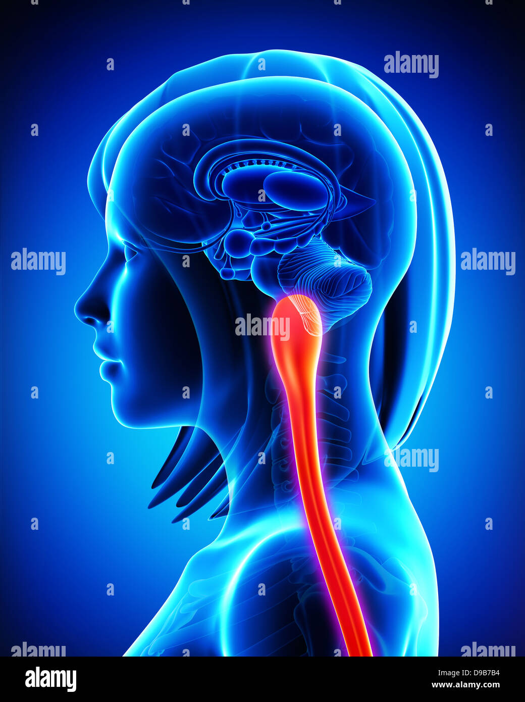 Anatomie des weiblichen Medulla Oblongata und des Rückenmarks in blau Stockfoto