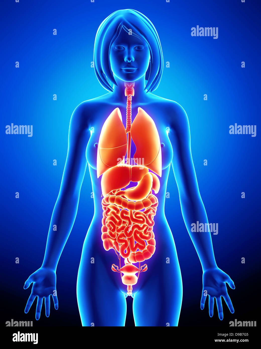 Inneren Organe des weiblichen Körpers in blau Stockfoto
