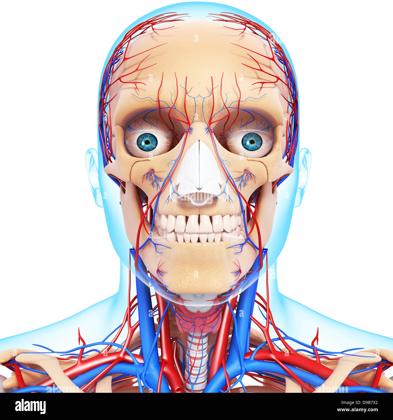 Herz-Kreislauf-System der menschlichen Kopf Anatomie Stockfoto