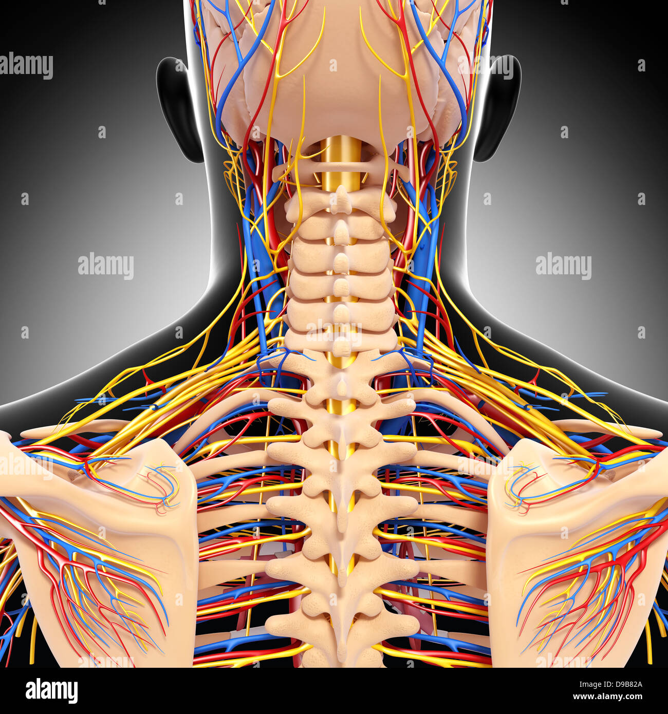 Herz-Kreislauf-System der menschlichen Kopf Anatomie Stockfoto