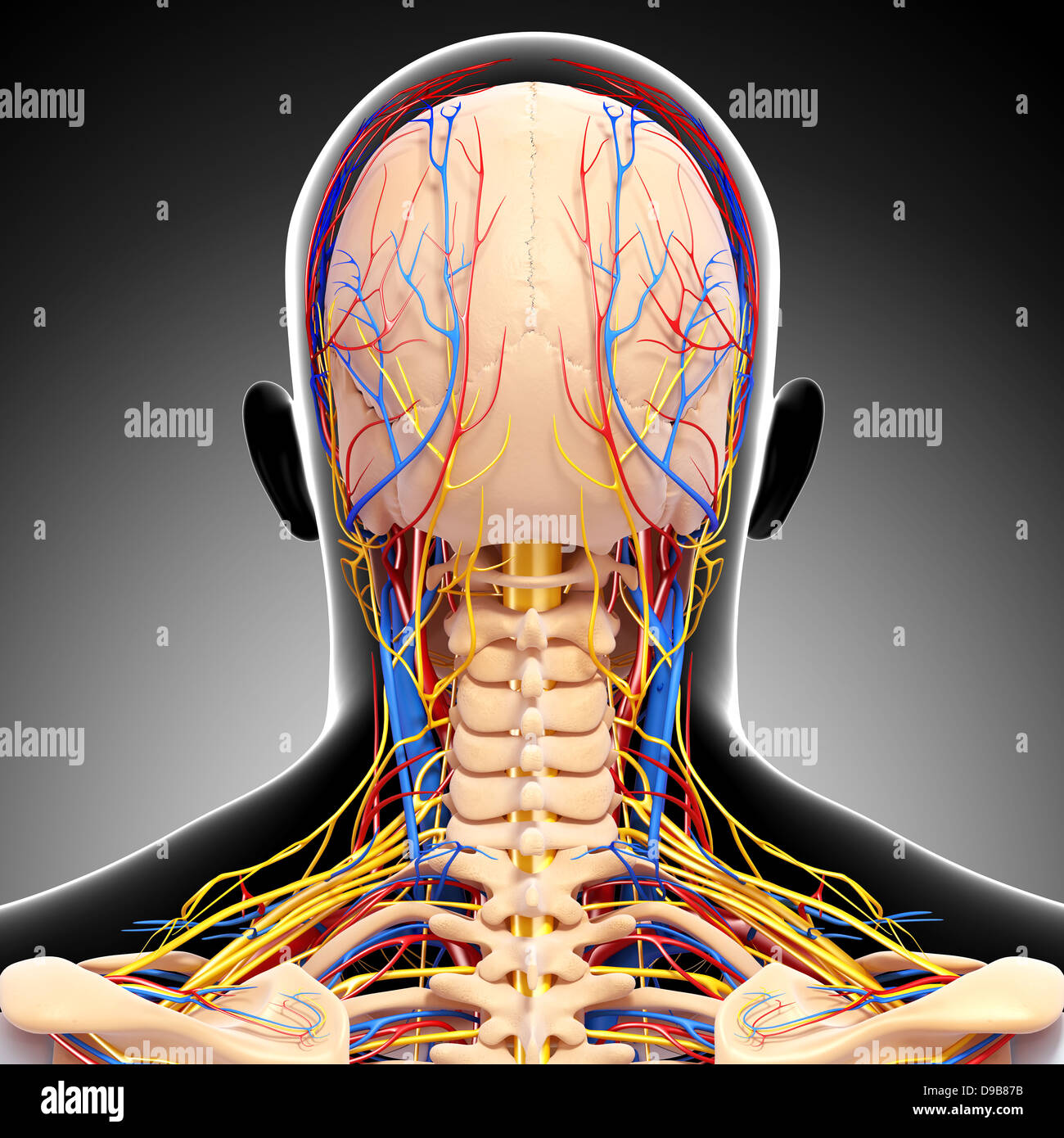 Herz-Kreislauf-System der menschlichen Kopf Anatomie Stockfoto