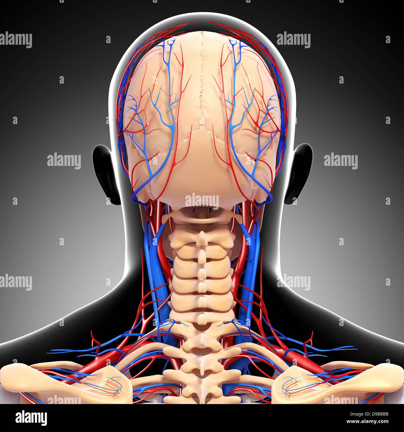 Herz-Kreislauf-System der menschlichen Kopf Anatomie Stockfoto
