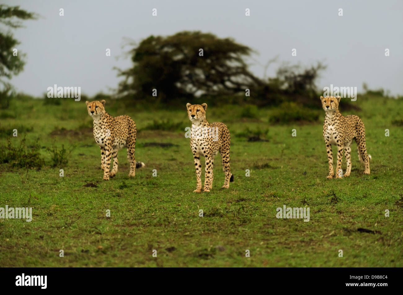 Drei Brüder der Gepard nach Sonnenuntergang, Masai Mara, Kenia Stockfoto