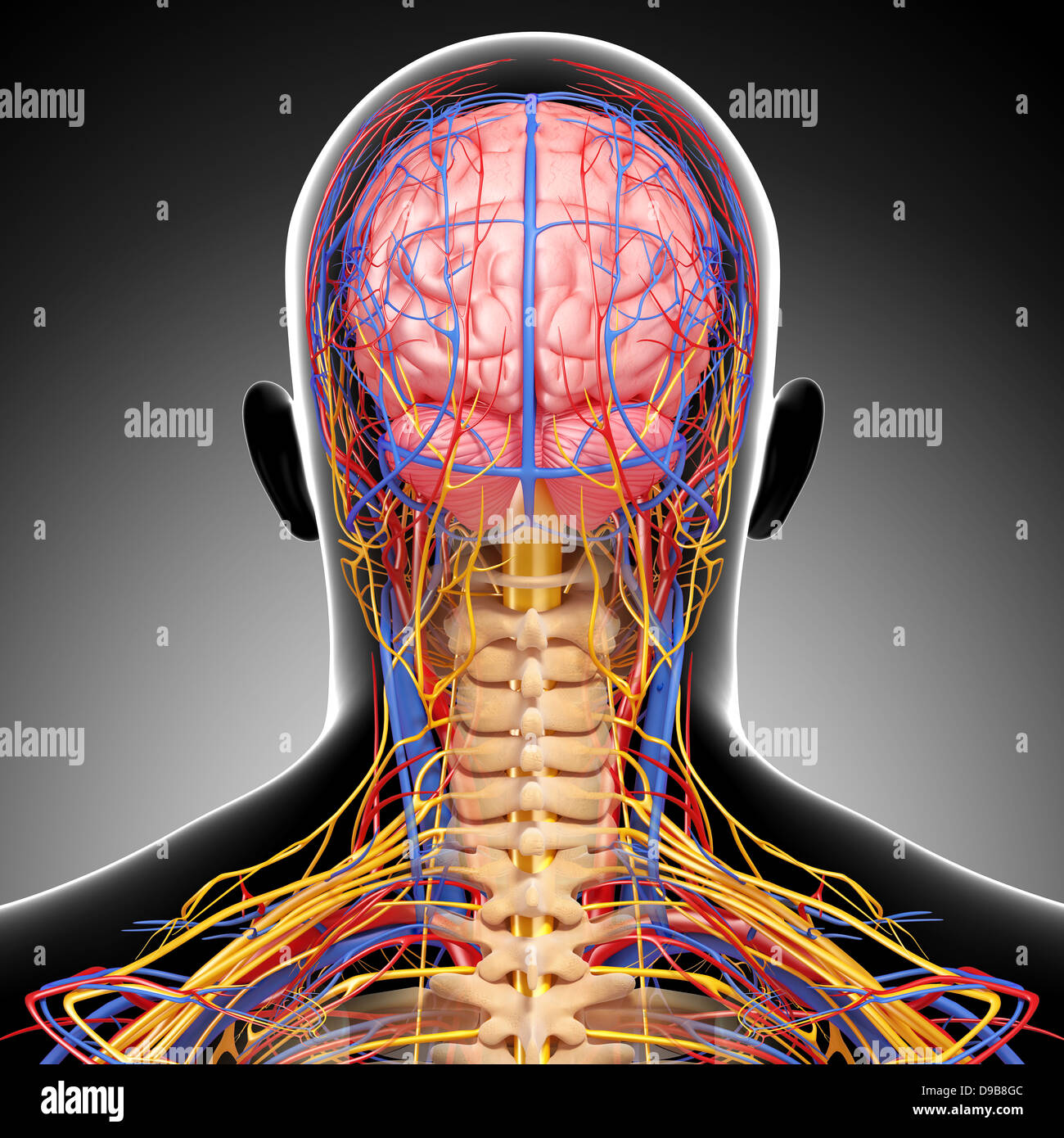 Herz-Kreislauf-System der menschlichen Kopf Anatomie Stockfoto