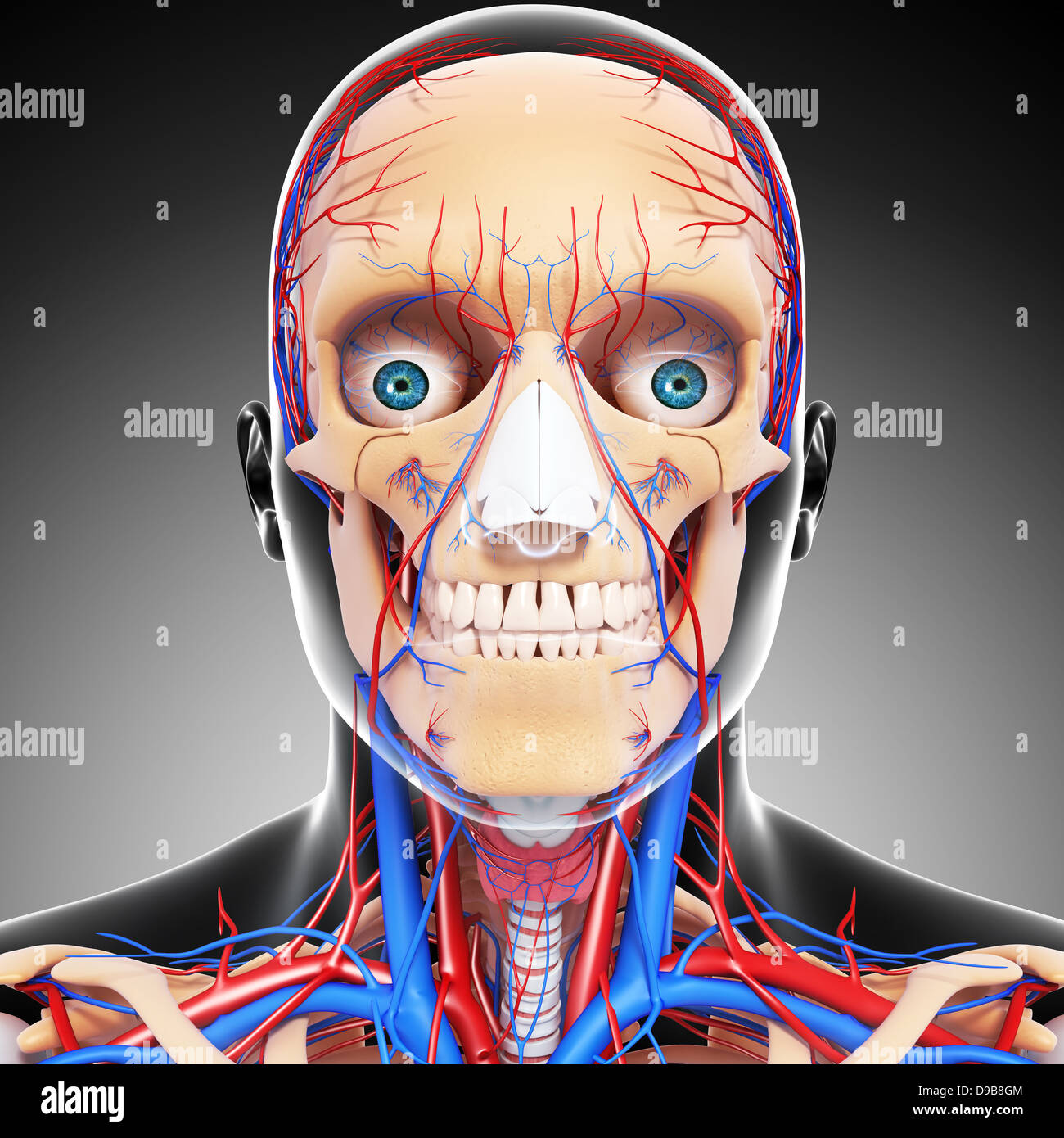 Herz-Kreislauf-System der menschlichen Kopf Anatomie Stockfoto