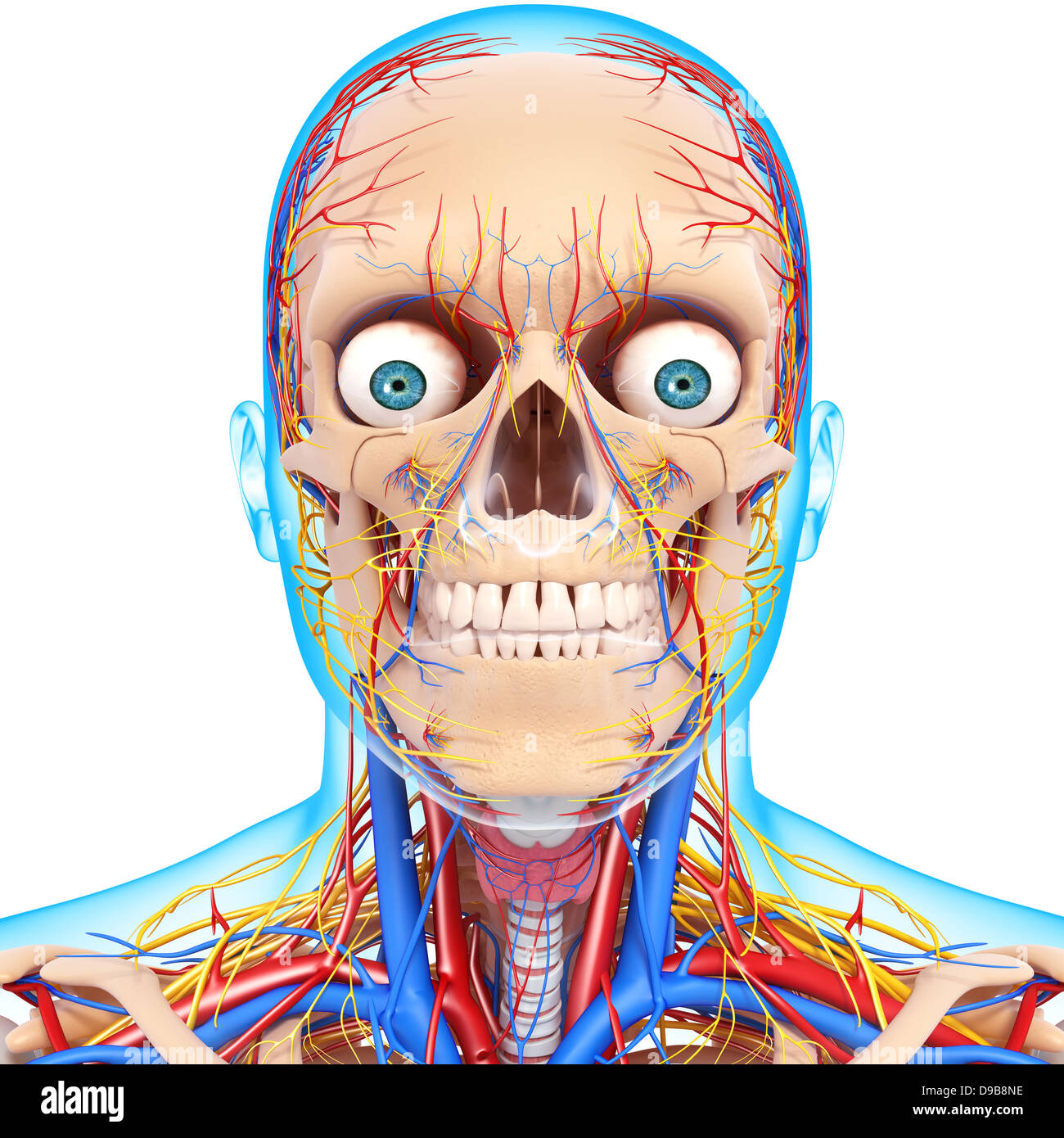 Herz-Kreislauf-System der menschlichen Kopf Anatomie Stockfoto