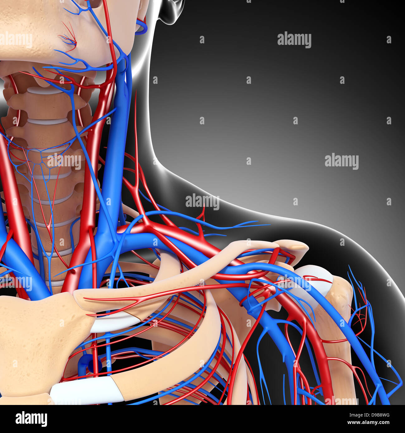 Herz-Kreislauf-System der menschlichen Kopf Anatomie Stockfoto