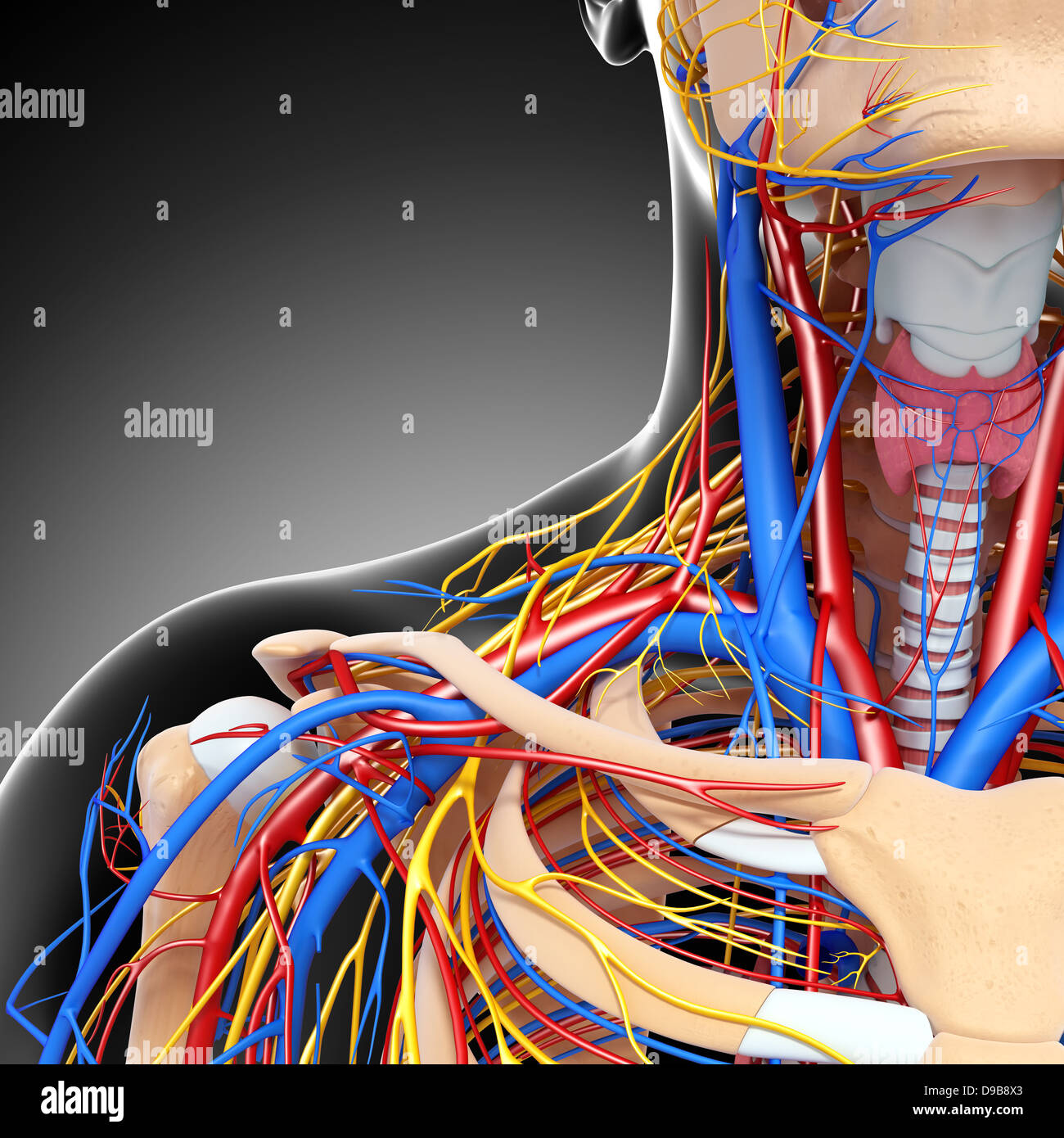 Herz-Kreislauf-System der menschlichen Kopf Anatomie Stockfoto