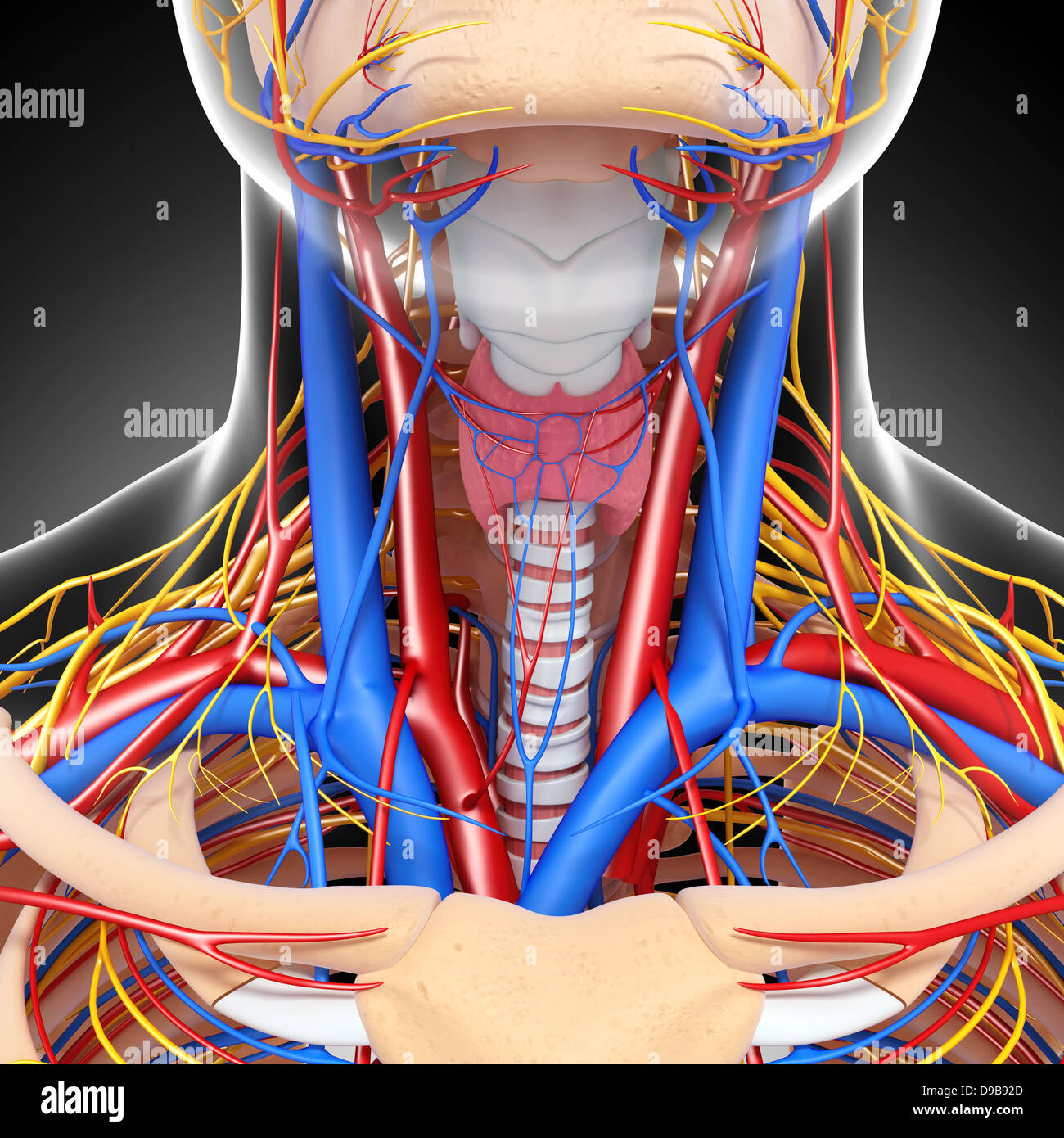 Herz-Kreislauf-System der menschlichen Kopf Anatomie Stockfoto