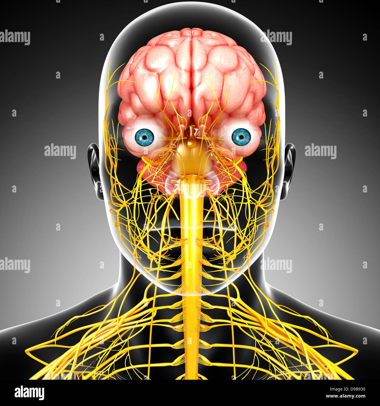 Nervensystem des menschlichen Kopf Anatomie in Form von x-ray Stockfoto