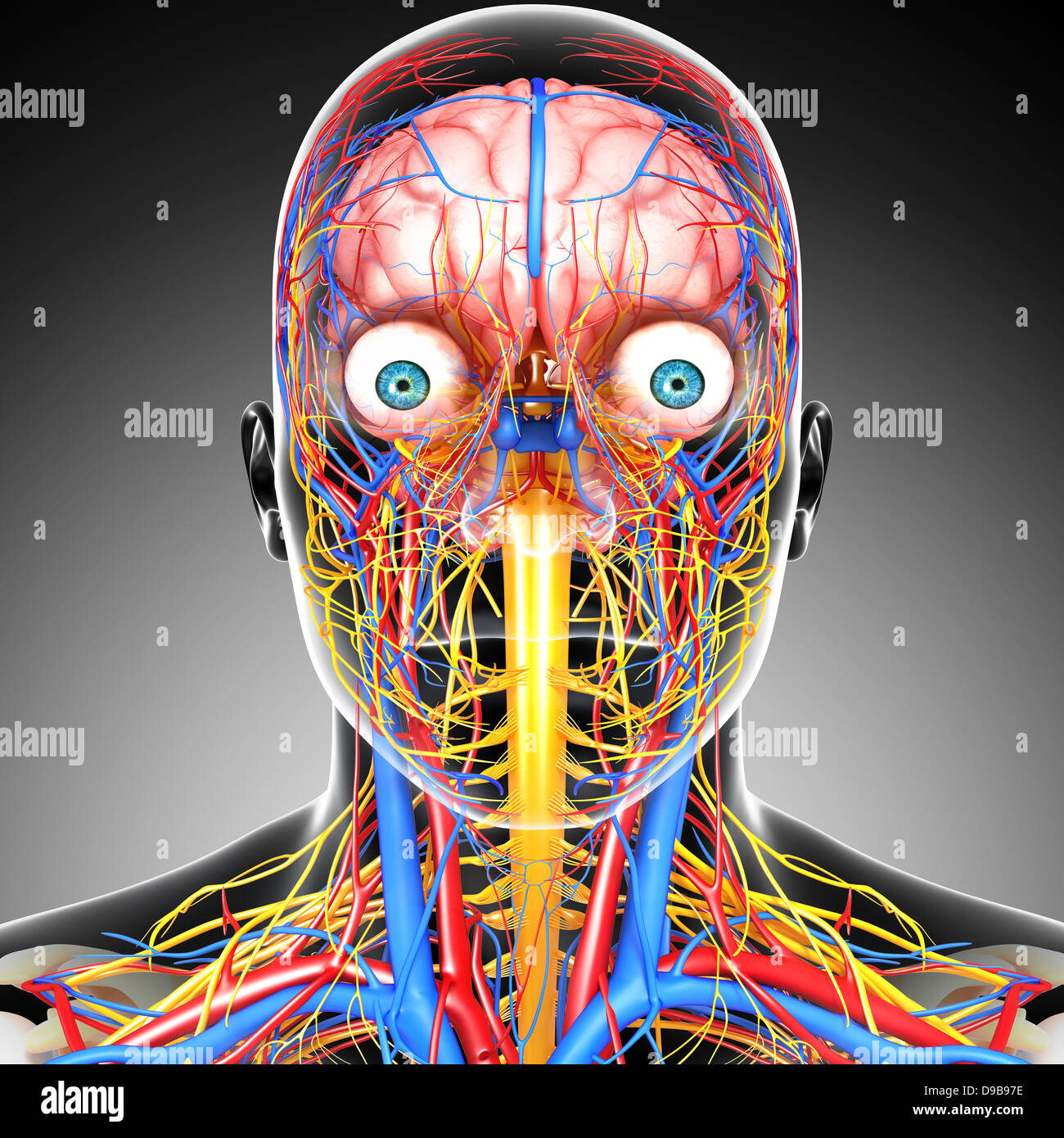 Herz-Kreislauf-System der menschlichen Kopf Anatomie Stockfoto
