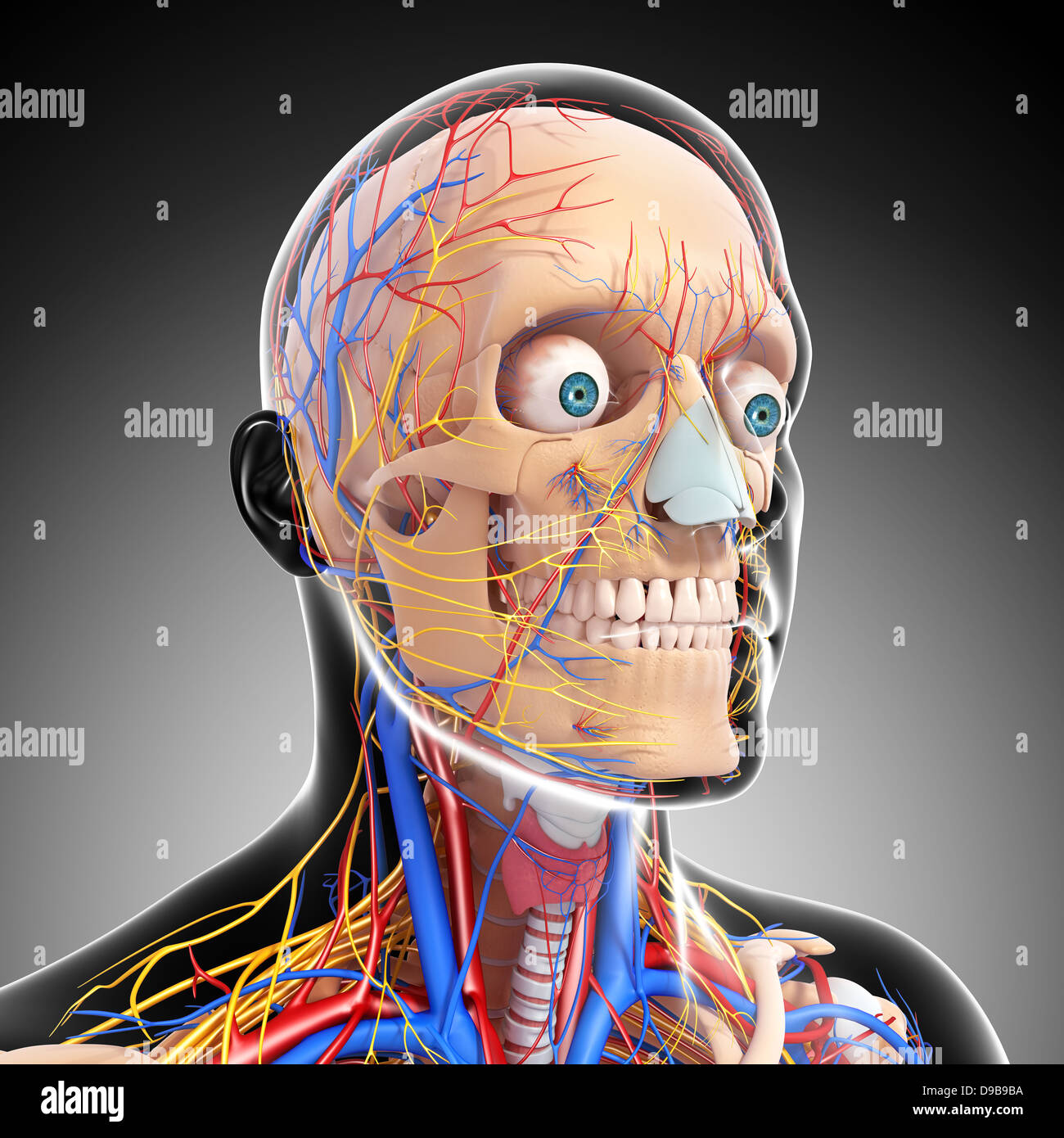 Herz-Kreislauf-System der menschlichen Kopf Anatomie Stockfoto